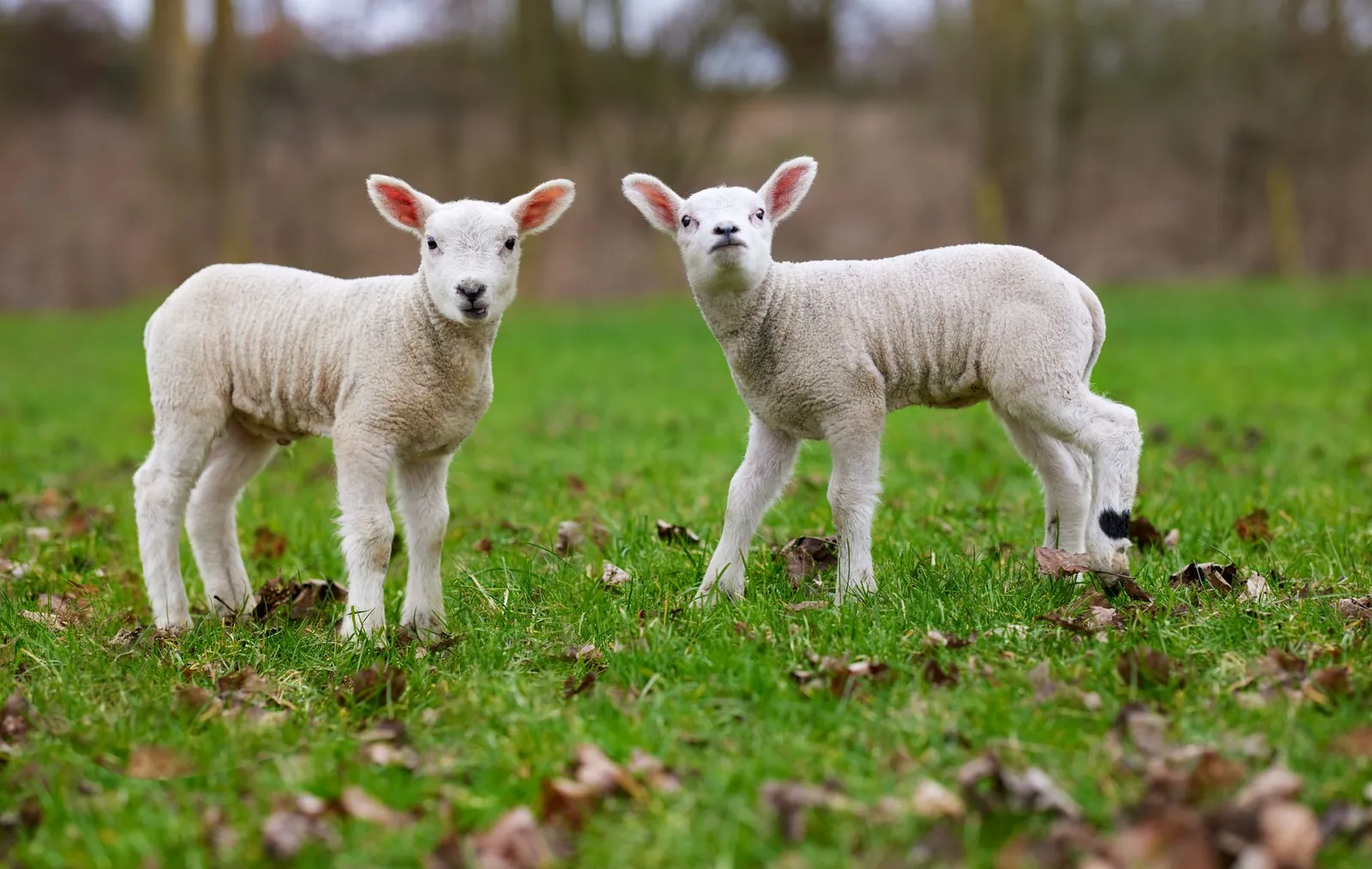 A baby animal in a field, the kind guests match in the animal name game